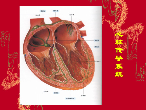 围术期心律失常教案