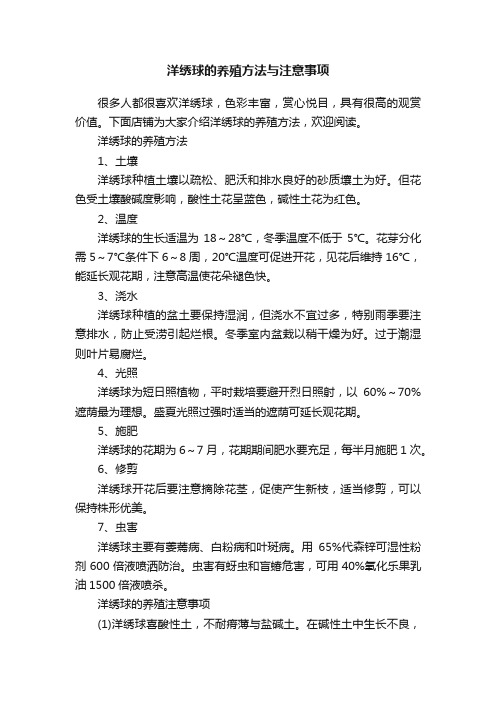 洋绣球的养殖方法与注意事项