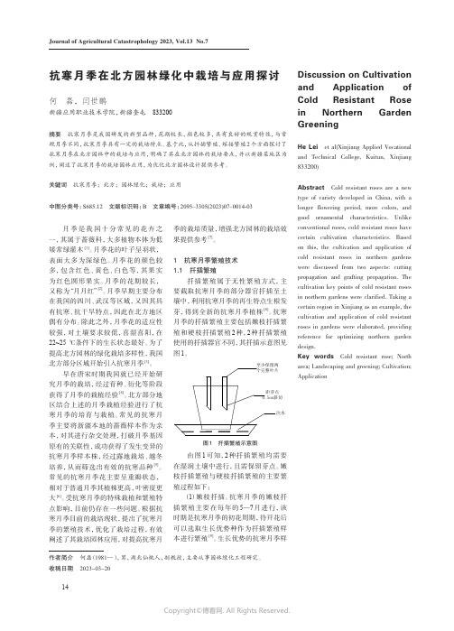 抗寒月季在北方园林绿化中栽培与应用探讨