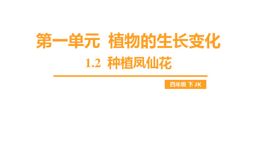 1.2 种植凤仙花(课件)教科版科学四年级下册