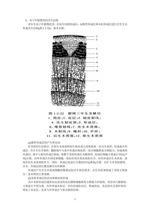 植物解剖和生理2