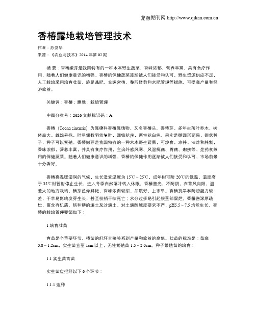 香椿露地栽培管理技术
