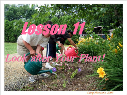 八年级英语冀教版Unit2 Plant a Plant--Lesson 11 [ty](ppt)