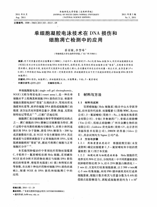 单细胞凝胶电泳技术在DNA损伤和细胞凋亡检测中的应用