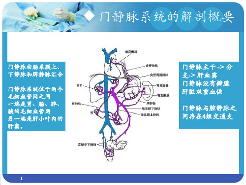 门静脉系统的解剖概要PPT课件