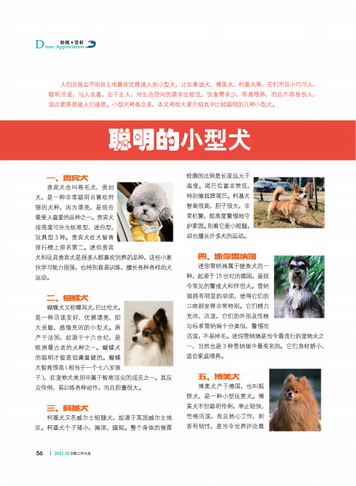 聪明的小型犬