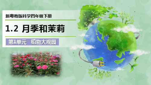 新粤教版科学四年级下册第1单元 植物大观园《月季和茉莉》优质课件