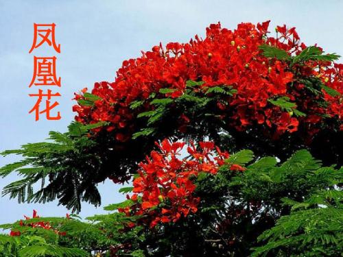 《花钟》ppt课件