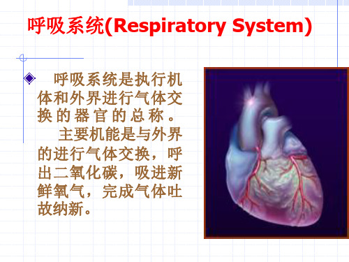 呼吸系统(Respiratory System)