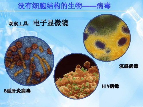 认识我们身边的其他生物PPT课件2