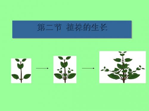 植株的生长PPT课件21 人教版