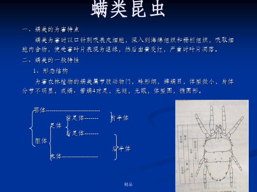 昆虫百科螨类昆虫