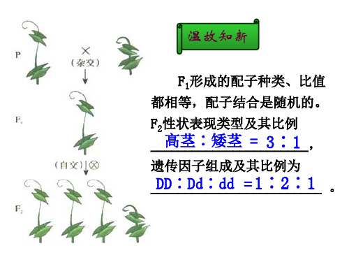 公开课1.2孟德尔的豌豆杂交实验(二)(共37张PPT)汇编