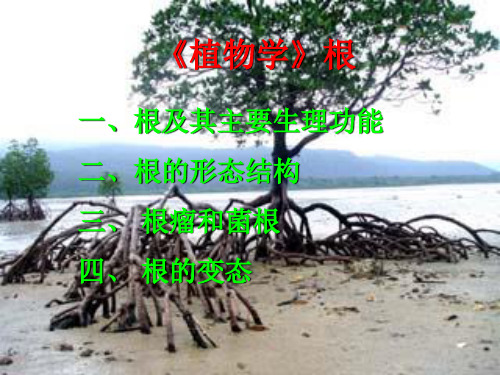 《植物学》根 ppt课件