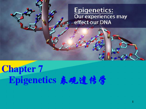(优)表观遗传学swkppt文档