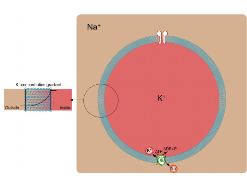 Action potentials：动作电位28页PPT