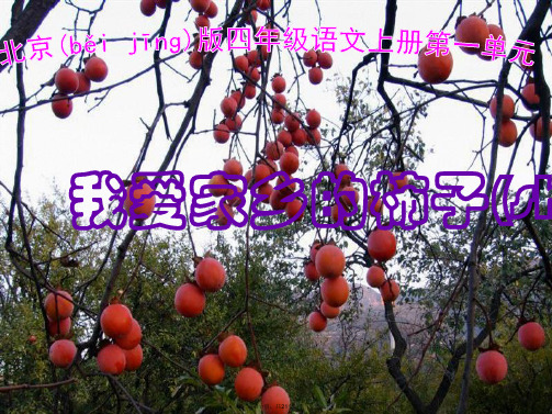 四年级语文上册 我爱家乡的柿子课件1 北京版