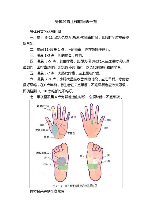 身体器官工作时间表一览