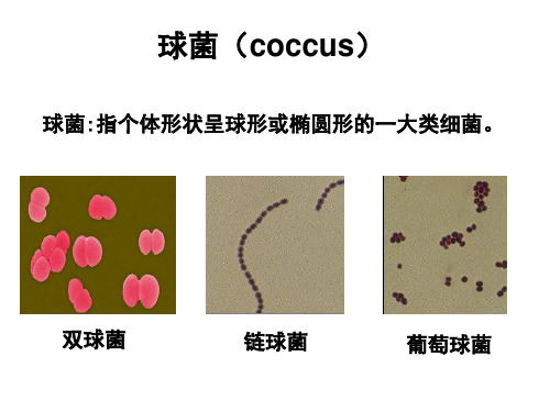 第09章 球菌27页PPT
