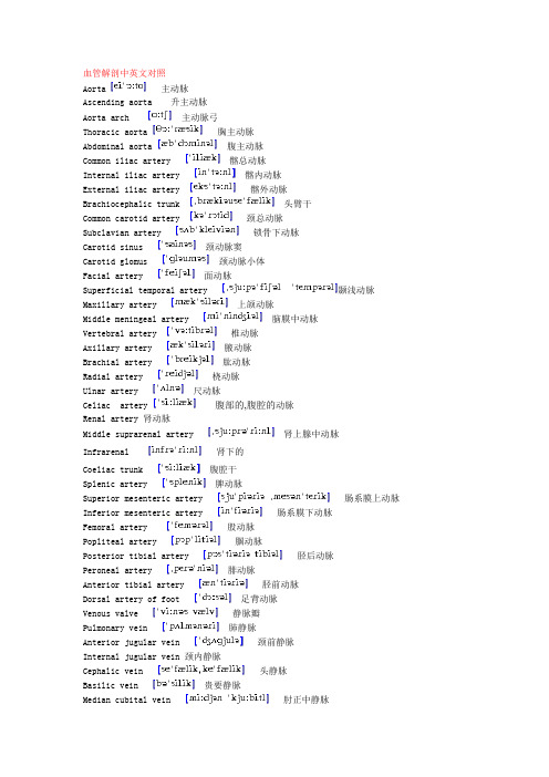 血管解剖词汇中英文对照