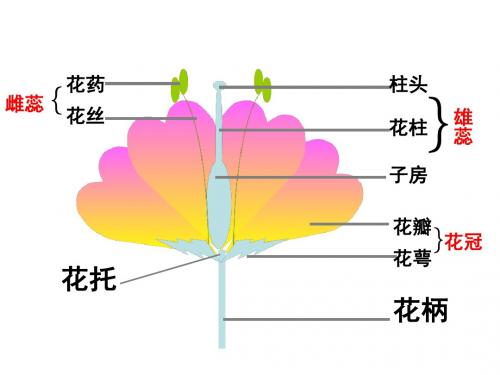 《植物的有性生殖》教学课件3 苏教版