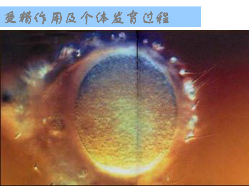 生物4.2细胞的分化ppt课件