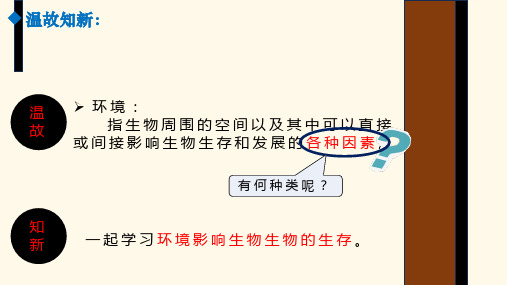 苏科版生物七年级上册《环境影响生物的生存》课件