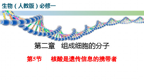 核酸是遗传信息的携带者ppt课件