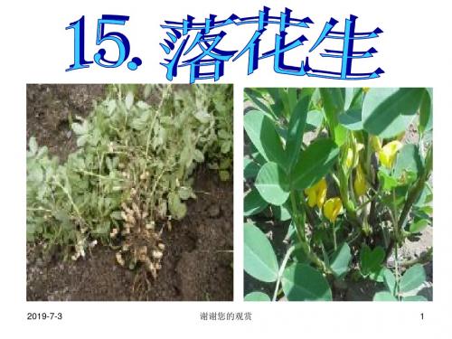 课标版五年级上册《落花生》课件.ppt