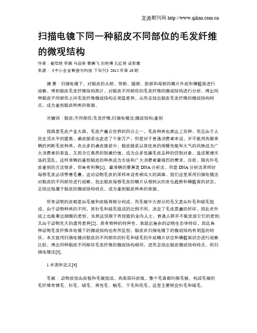扫描电镜下同一种貂皮不同部位的毛发纤维的微观结构