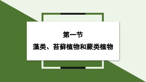 2.1.1+藻类、苔藓植物和蕨类植物++课件-2024--2025学年人教版生物七年级上册