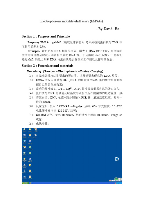 EMSA凝胶阻滞实验操作方法