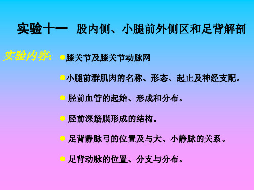 股小腿足背