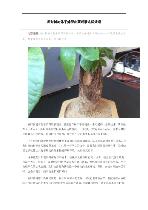 发财树树体干燥脱皮要赶紧这样处理