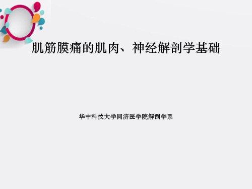 相关的肌肉神经解剖知识ppt课件