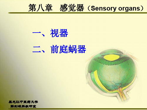 正常人体解剖学-第八章-感觉器