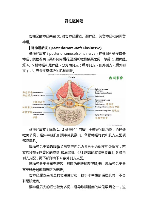 脊柱区神经