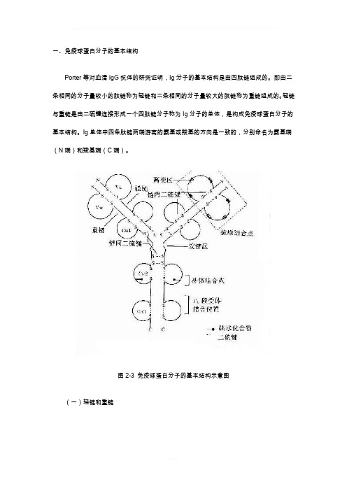 免疫球蛋白分子的结构与功能