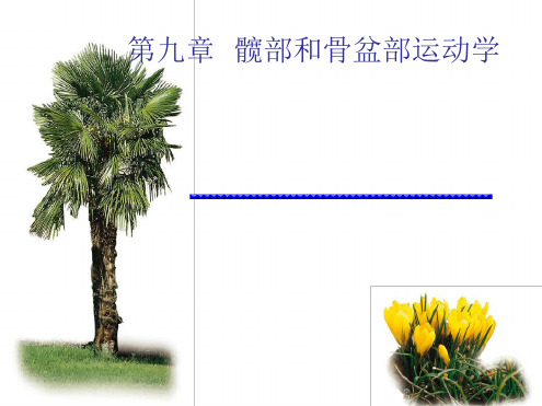 -髋部与骨盆运动学【可编辑的文档】