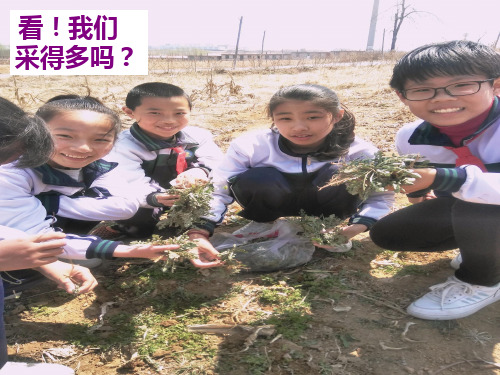 优质课一等奖小学综合实践《关爱身边的动植物：野菜推介会》