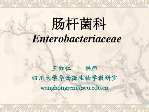 肠杆菌科