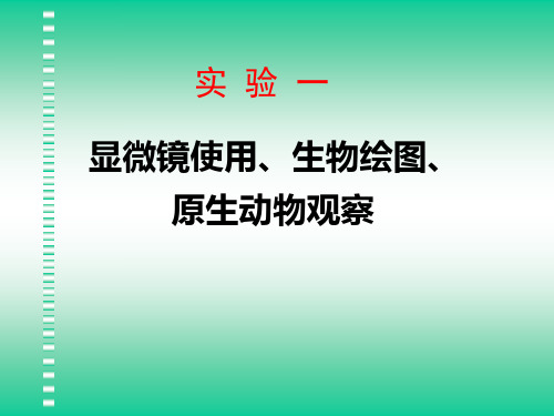 动物学试验：实验一 显微镜使用、生物绘图、原生动物观察