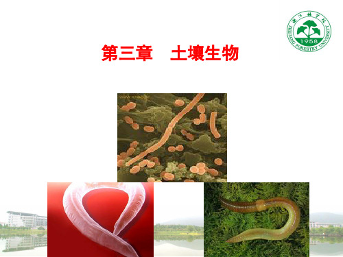 土壤生物