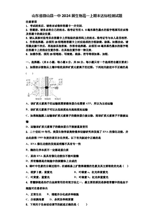 山东省微山县一中2024届生物高一上期末达标检测试题含解析