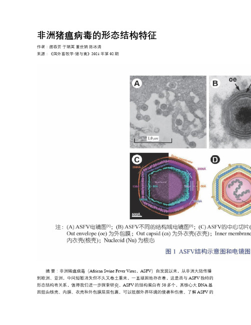 非洲猪瘟病毒的形态结构特征