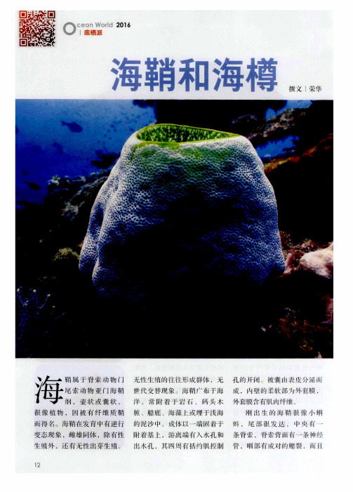 海鞘和海樽