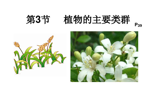 22.3 植物的主要类群(共57张PPT)