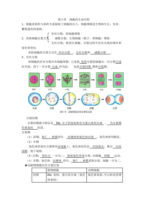 高中生物必修二第六章知识点总结  (2)