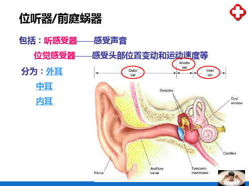 感觉器官—耳(人体解剖生理学)