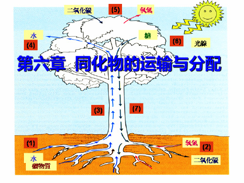 同化物的运输与分配PPT课件